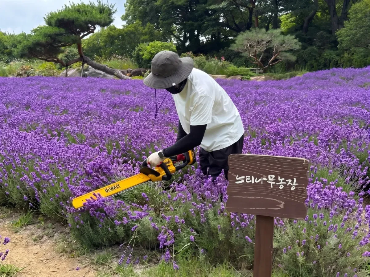 느티나무농장 밭에서 라벤더를 수확하는 모습